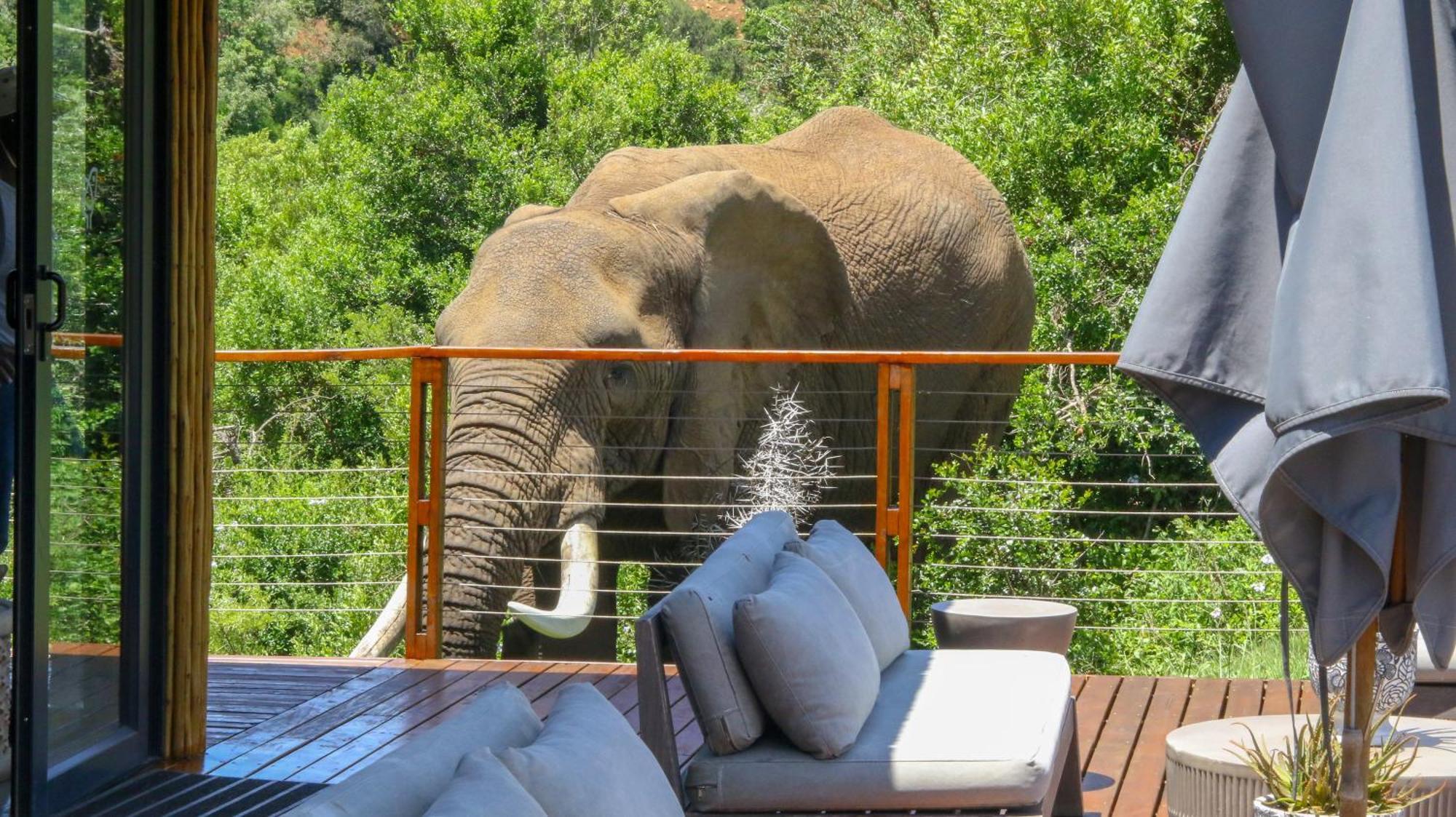 Barefoot Addo Elephant Lodge Ngoại thất bức ảnh