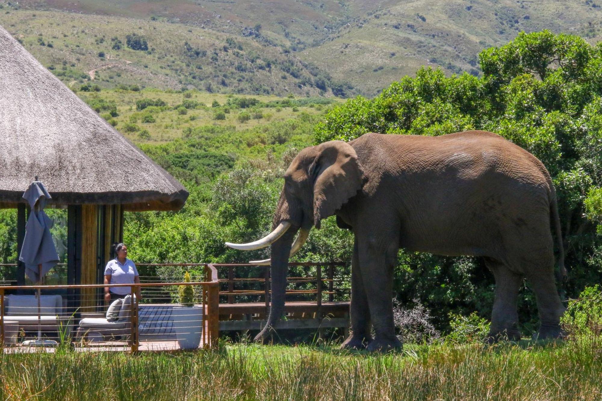 Barefoot Addo Elephant Lodge Ngoại thất bức ảnh